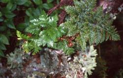 Davallia tasmanii subsp. tasmanii. Fertile and sterile fronds on a climbing plant.
 Image: A.E. Wright © Anthony Wright All rights reserved